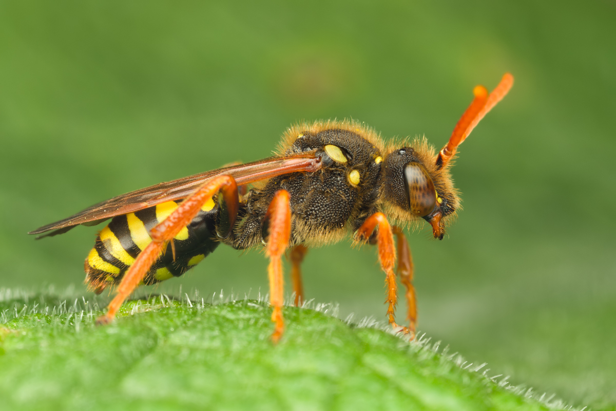 Nomada Bee 3